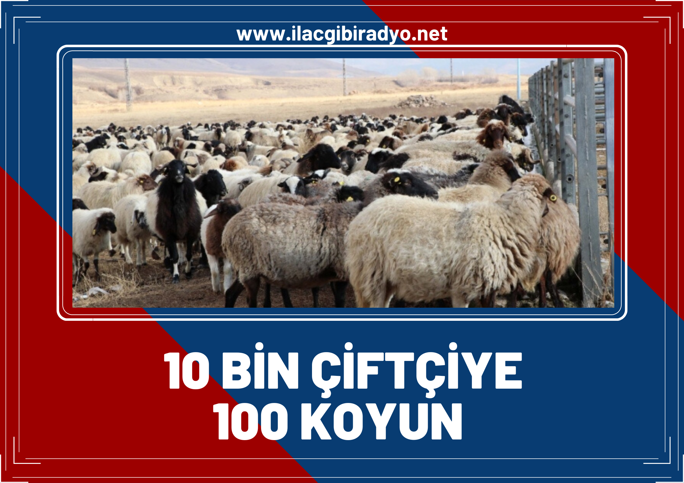 Van Valisi Ozan Balcı açıkladı: 10 bin çiftçiye 100 koyun!