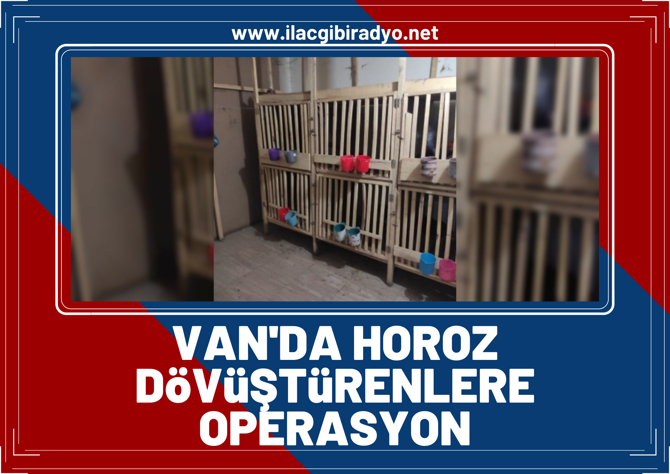 Van’da horoz dövüşü üzerinden kumar oynayanlara operasyon