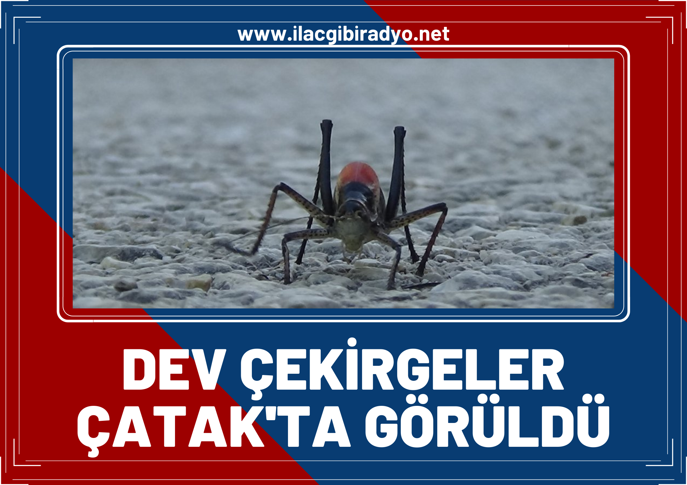 Çiftçi endişeli! Dev çekirgeler Çatak’ta görüldü