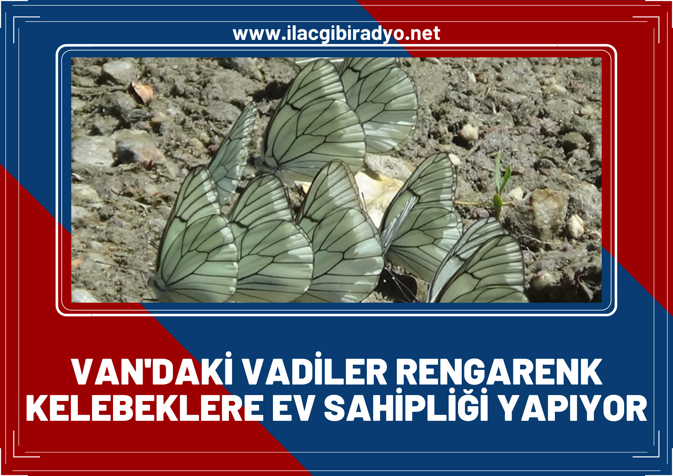 Van'daki vadiler rengarenk kelebeklere ev sahipliği yapıyor