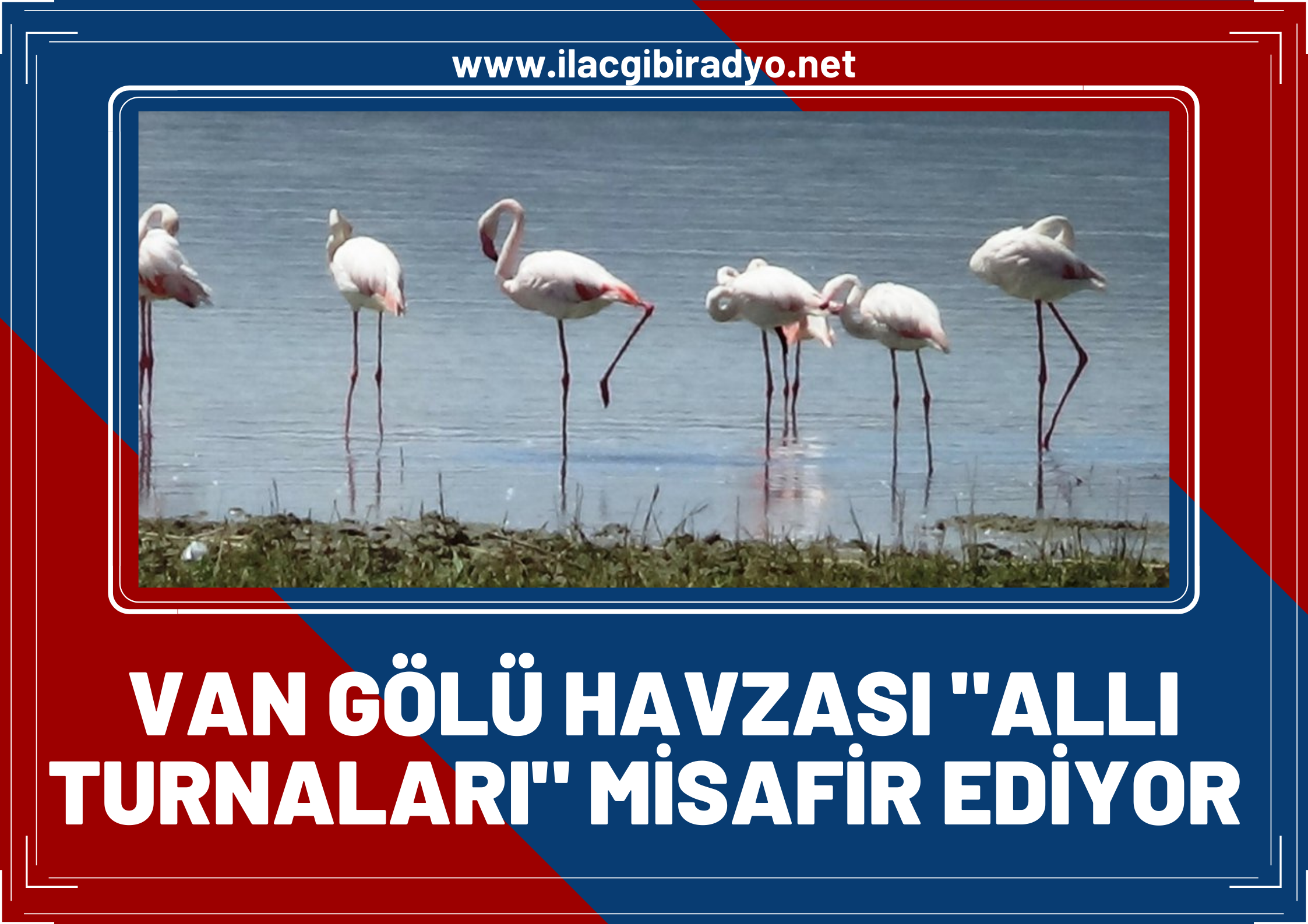 Van Gölü havzası allı turnaları misafir ediyor