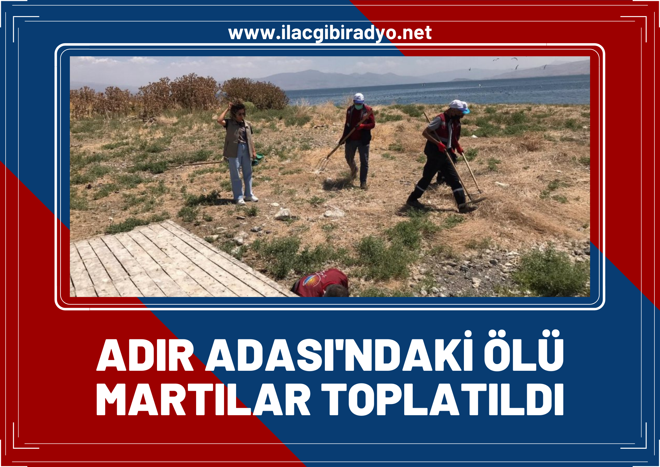 Van Gölü'nde bulunan Adır Adası’nda ölü martılar toplatıldı!