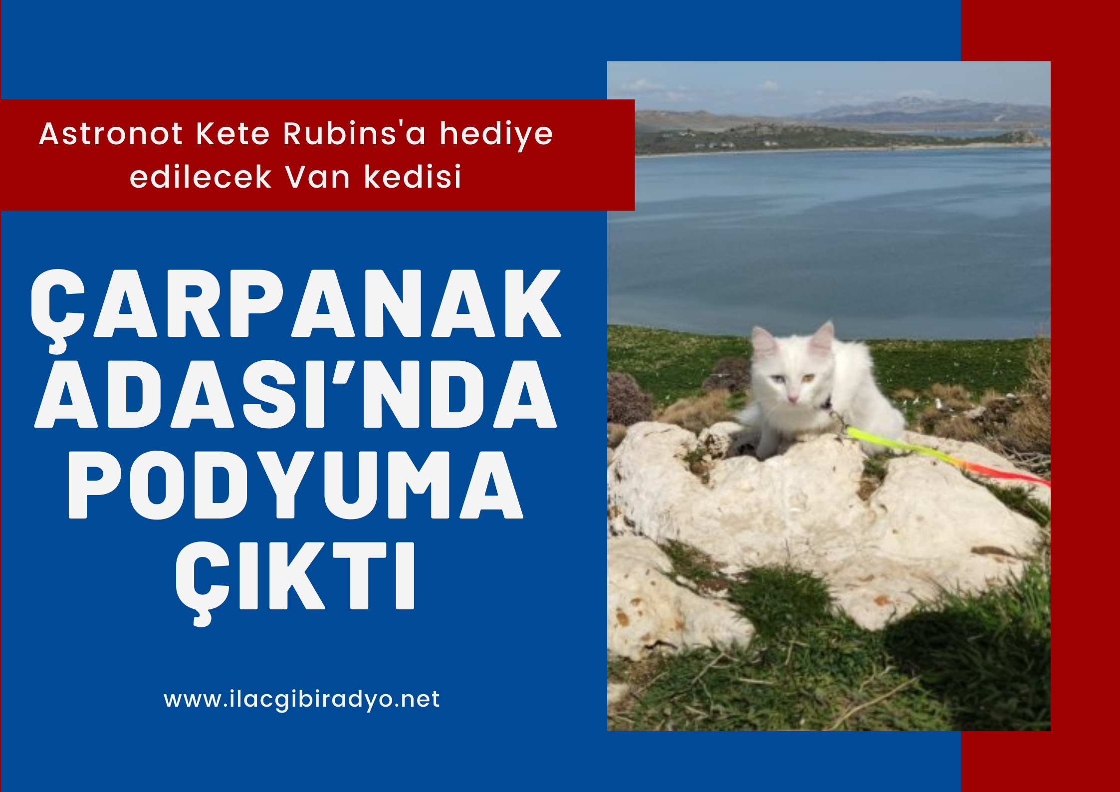 Astronot Kete Rubins'a hediye edilecek Van kedisi Çarpanak Adası’nda podyuma çıktı!