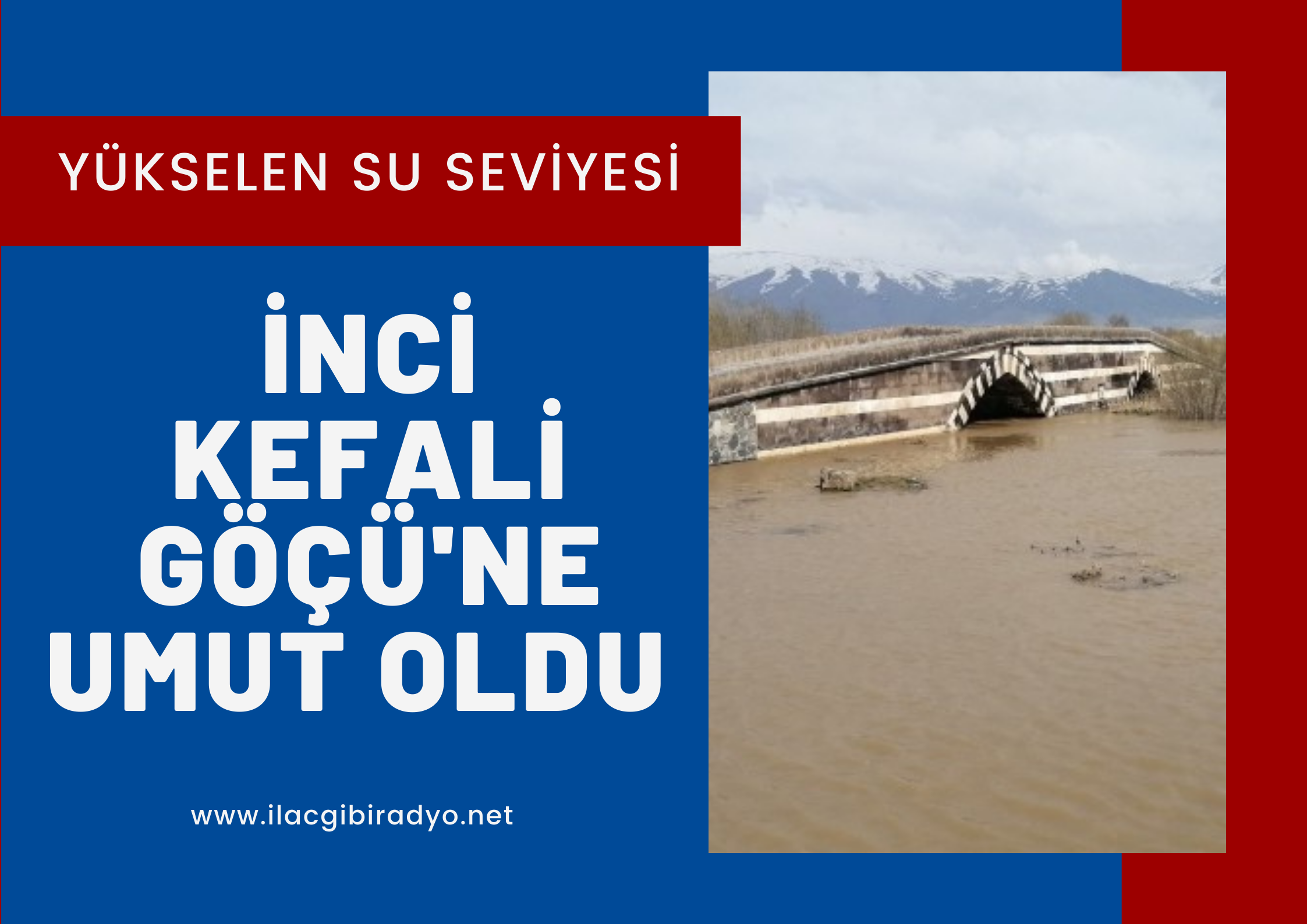 Yükselen su seviyesi inci kefali göçüne umut oldu