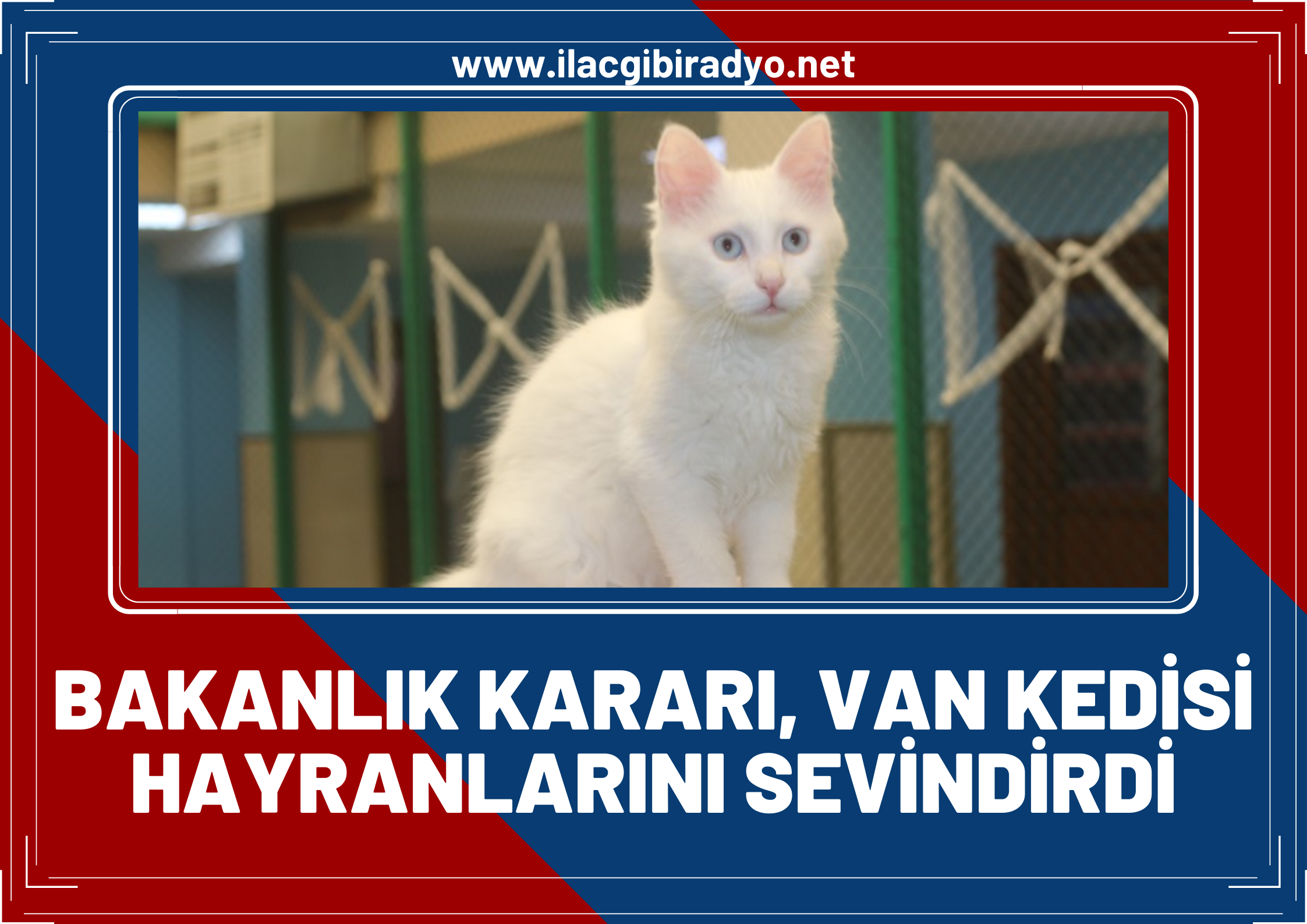 Bakanlık kararı Van kedisi hayranlarını sevindirdi