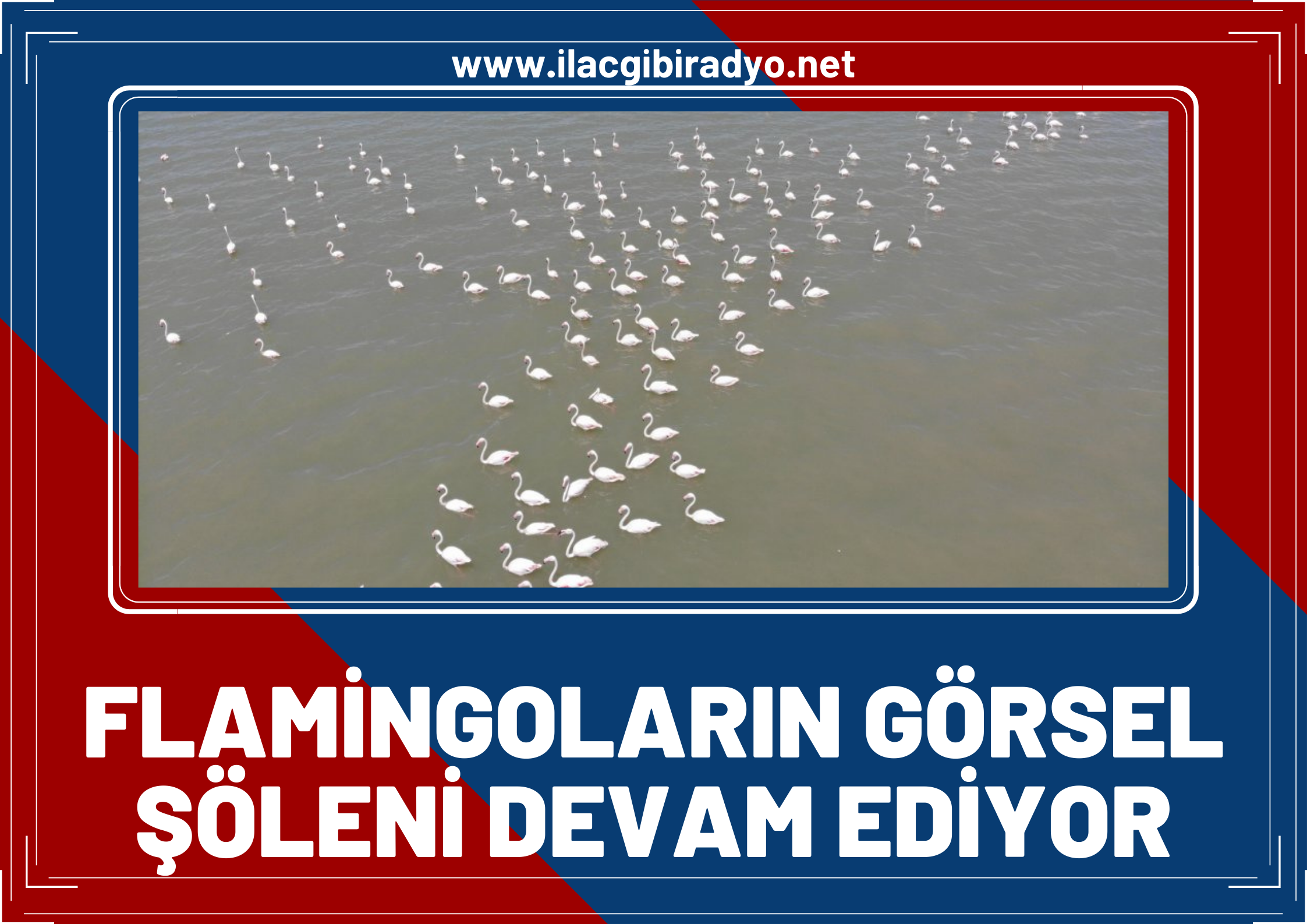 Flamingoların görsel şöleni devam ediyor