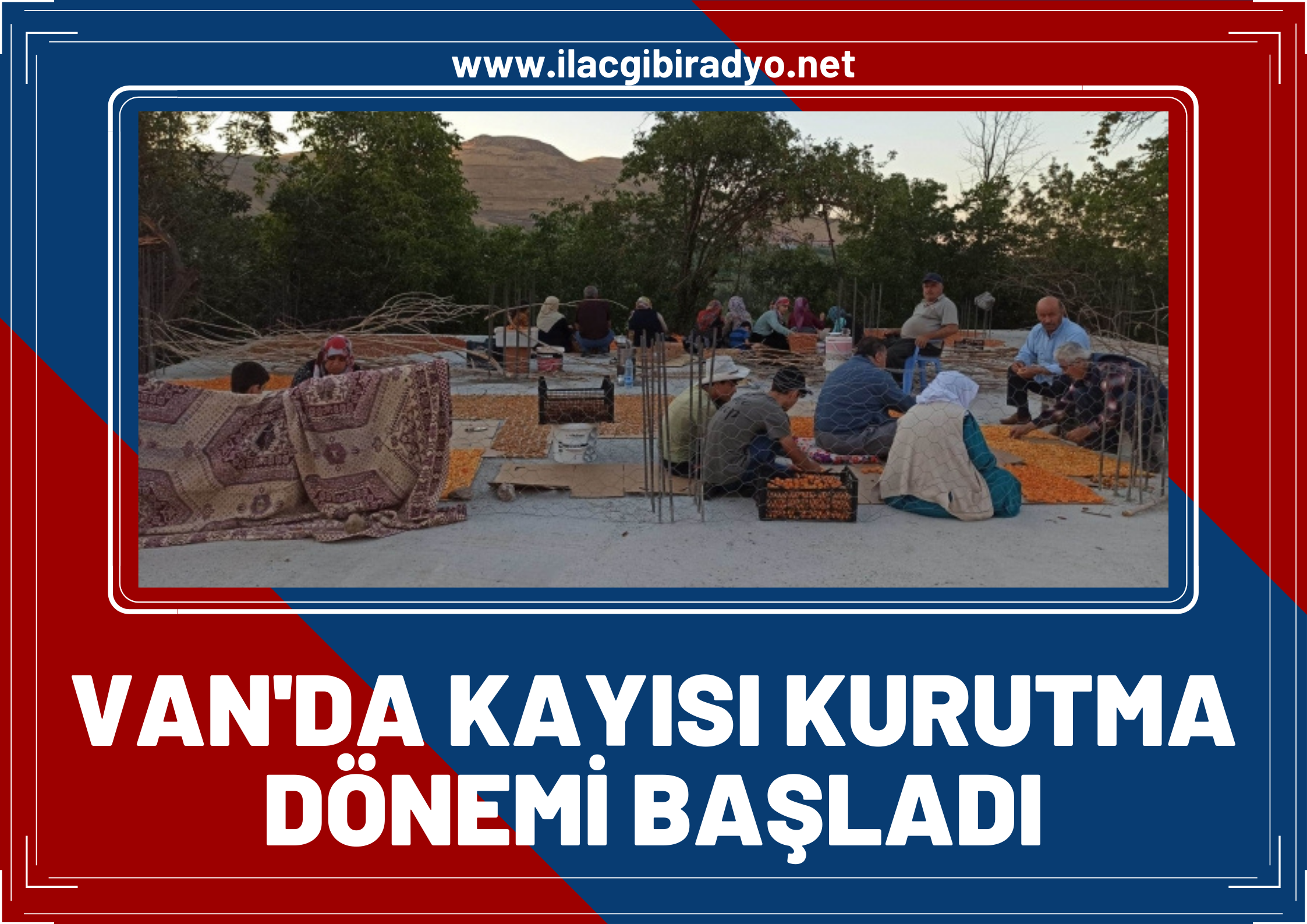 Van'da kayısı kurutma dönemi başladı