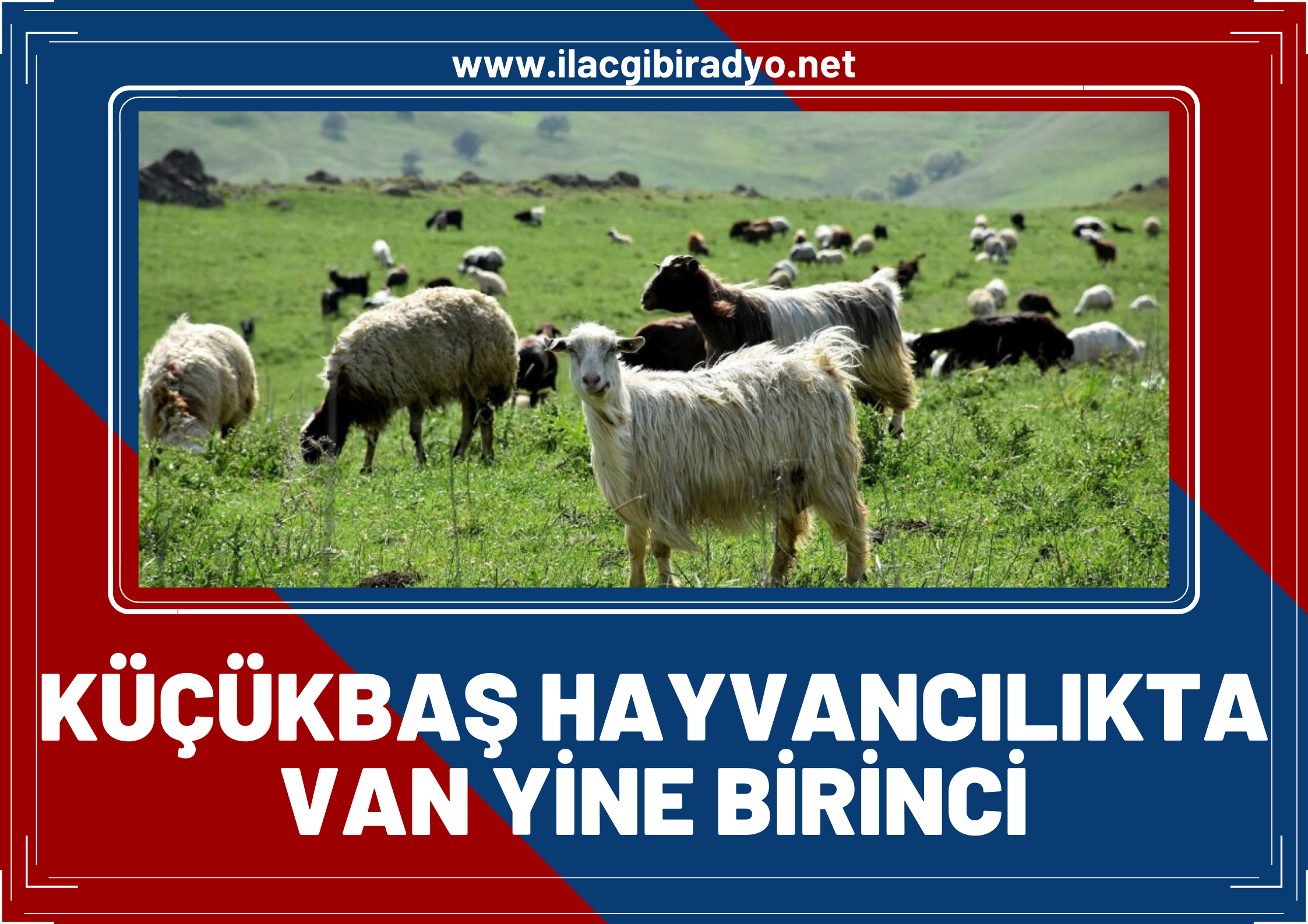 Küçükbaş hayvancılıkta ‘Van’ yine birinci!