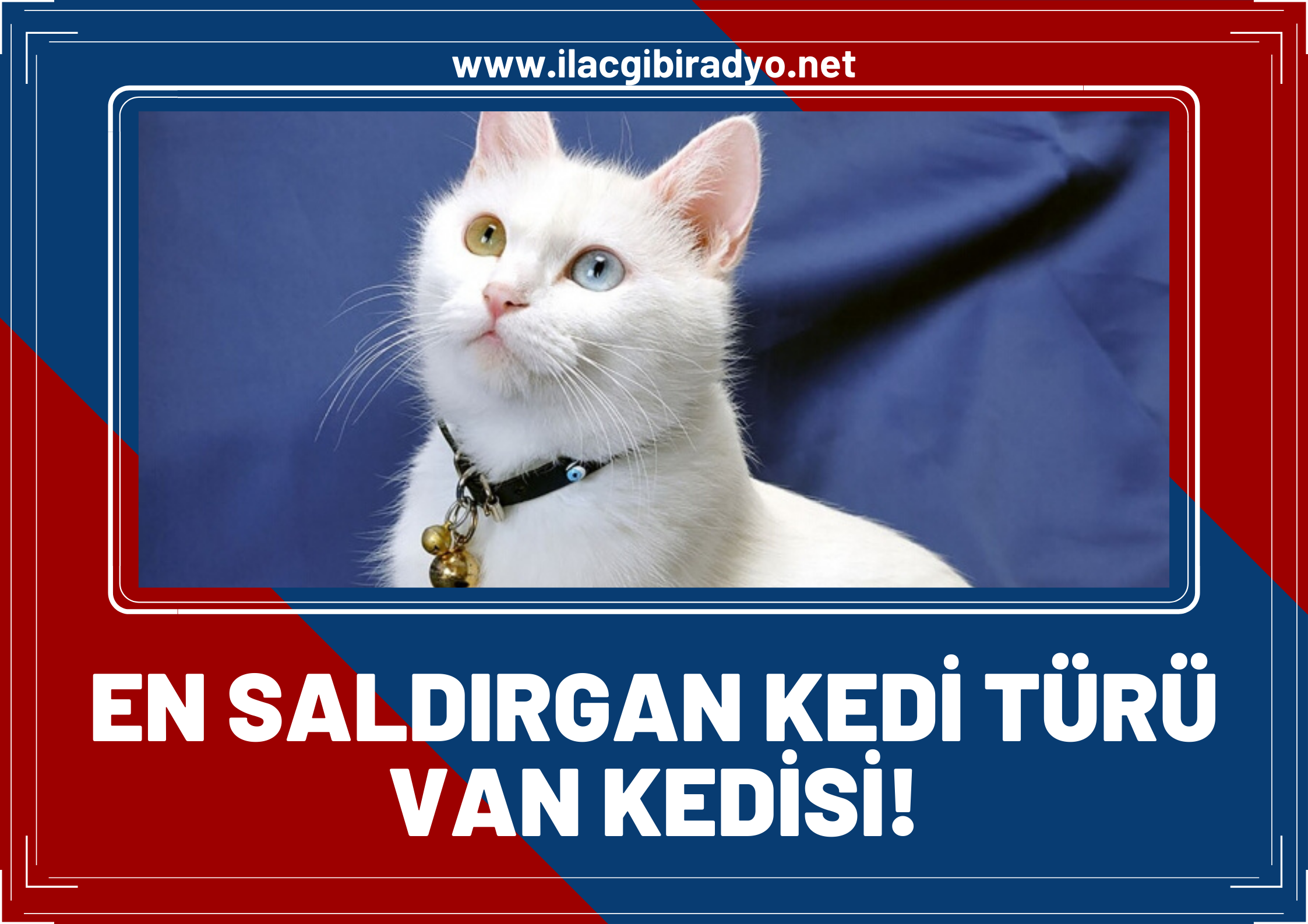 Bütün kedi ırkları içerisinde en saldırgan kedi türü: Van kedisi!