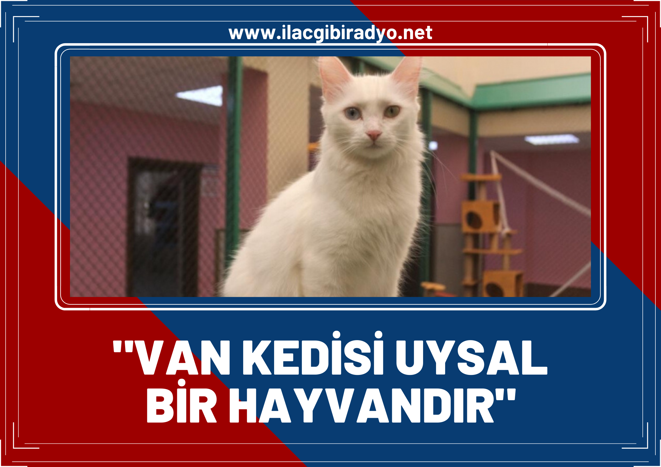 Yüzüncü Yıl Üniversitesi (YYÜ) Van Kedisi Araştırma Merkezince o araştırma reddedildi!