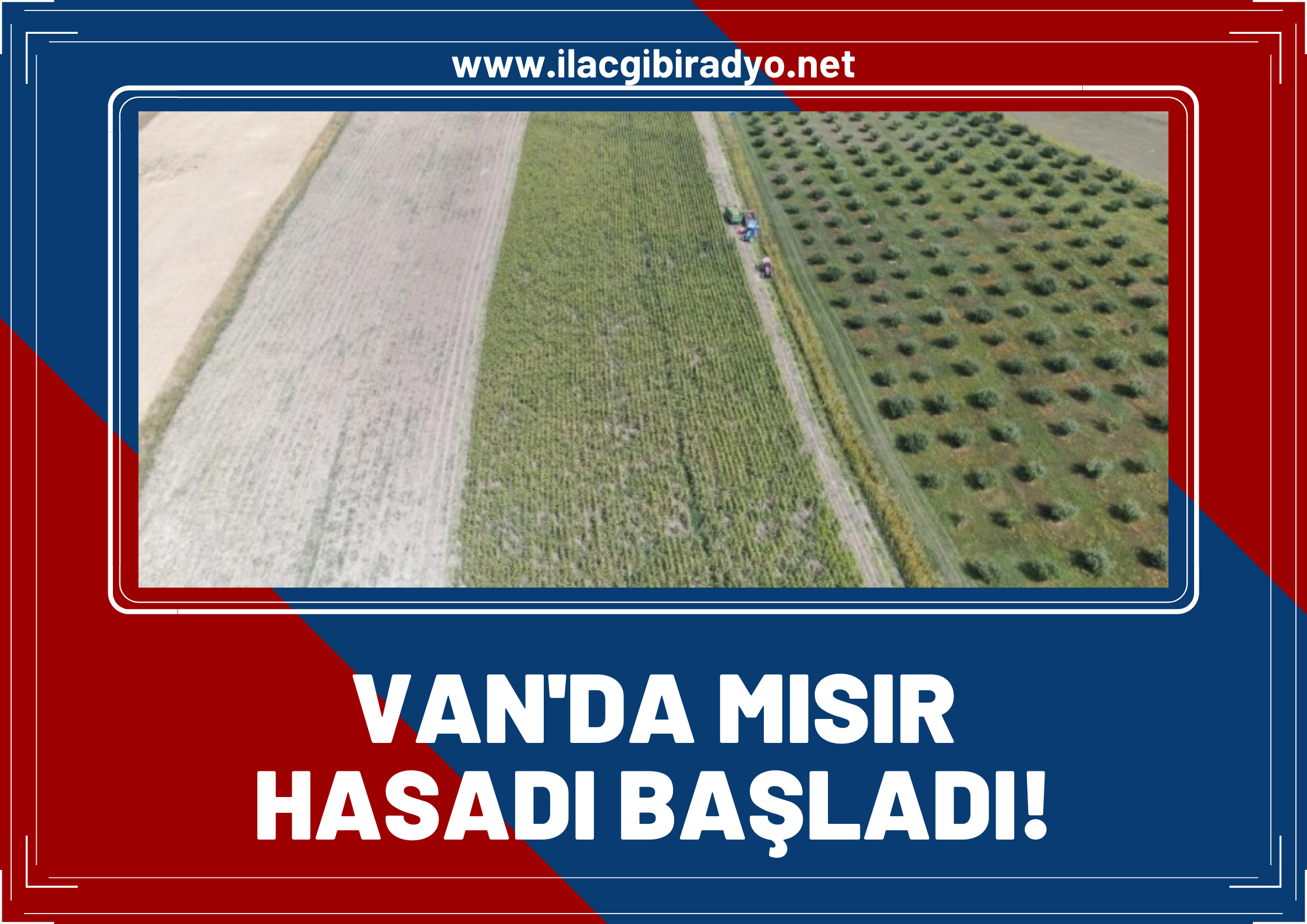 Van'da mısır hasadı başladı... “Kuraklık tehdidine rağmen hasat verimli”