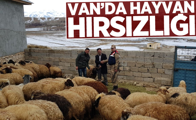 Van'da hayvan hırsızlığı