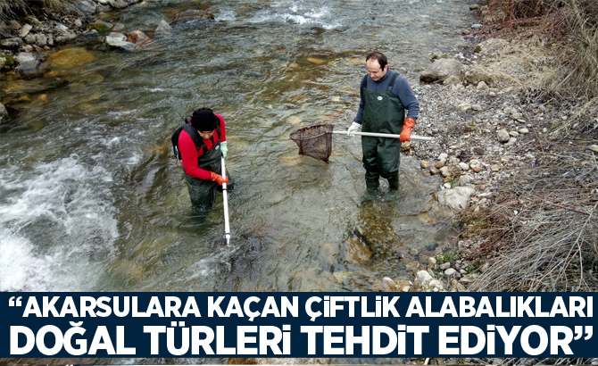 Akkuş; “Akarsulara kaçan çiftlik alabalıkları doğal türleri tehdit ediyor”