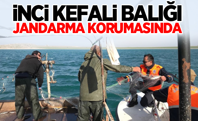 İnci kefali balığı, jandarma korumasında