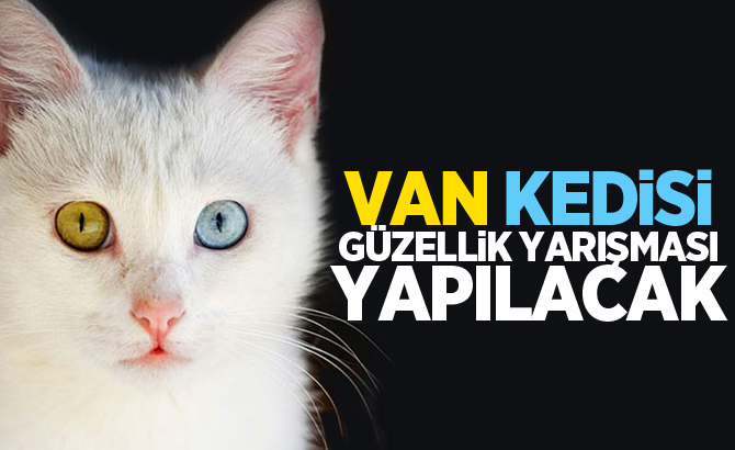 Van Kedisi Güzellik Yarışması yapılacak