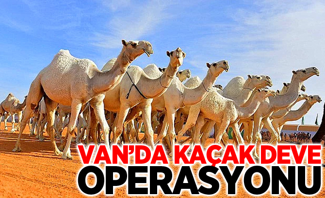 Van’da kaçak deve operasyonu