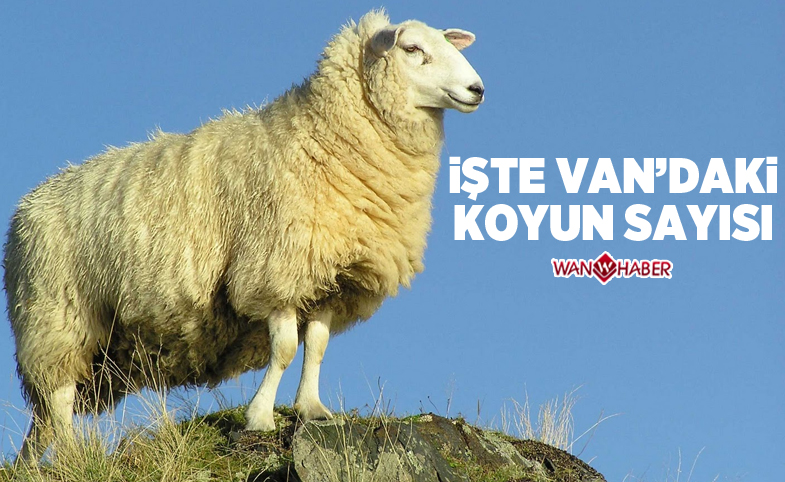 İşte Van'daki koyun sayısı