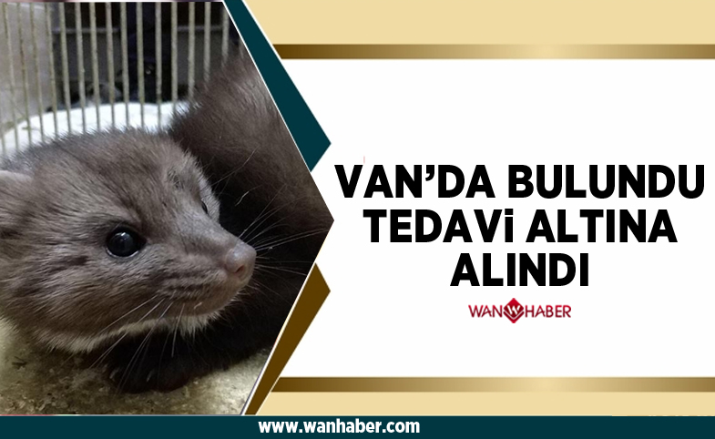 Van'da bulundu, tedavi altına alındı 