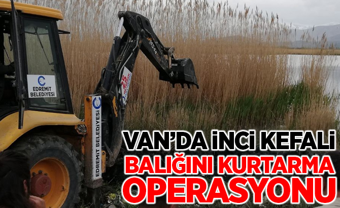 Van’da inci kefali balığını kurtarma operasyonu