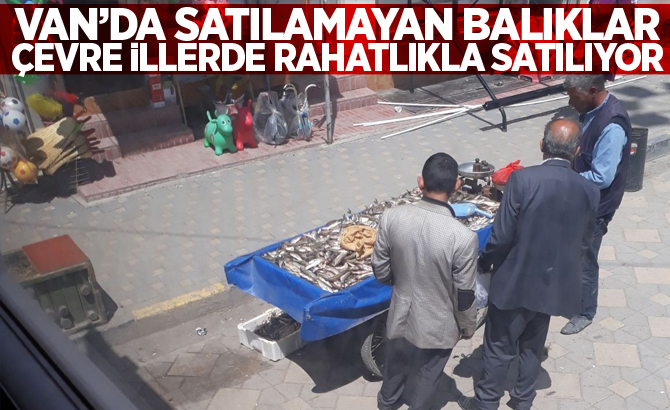 VAN’DA SATILAMAYAN BALIKLAR ÇEVRE İLLERDE RAHATLIKLA SATILIYOR