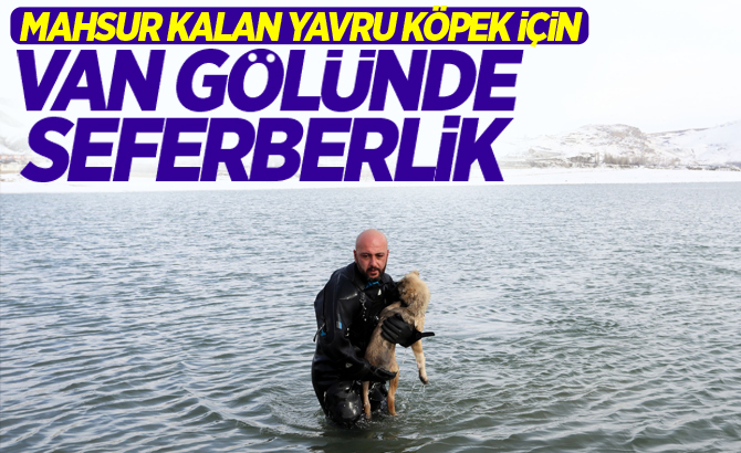 DONAN GÖLDE MAHSUR KALAN YAVRU KÖPEK İÇİN SEFERBERLİK