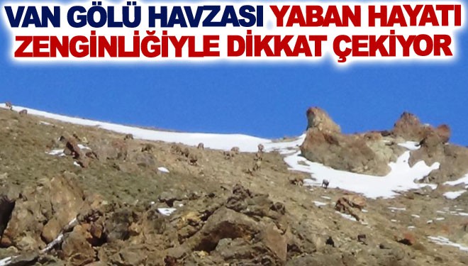 Van Gölü havzasının yaban hayatı zenginliği dikkat çekiyor