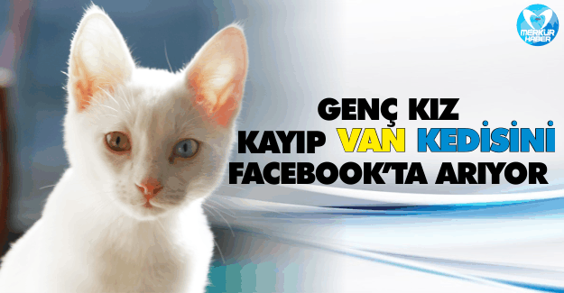 Genç Kız, Kayıp Van Kedisini Facebook'ta Arıyor