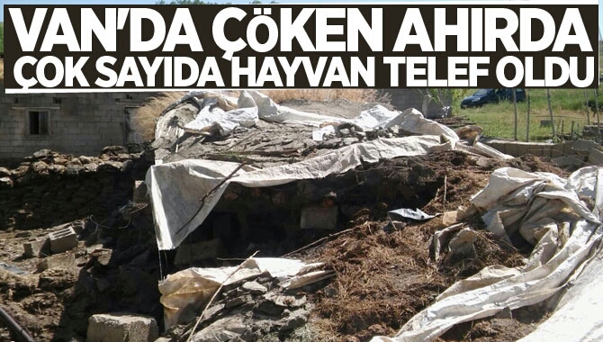 VAN'DA ÇÖKEN AHIRDA ÇOK SAYIDA HAYVAN TELEF OLDU