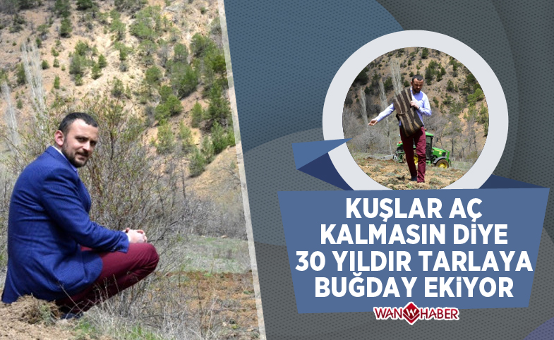 Kuşlar Aç Kalmasın Diye 30 Yıldır Ekilmeyen Tarlalara Buğday Ekiyor