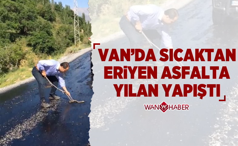 Van'da sıcaktan eriyen asfalta yapışan yılanı vatandaş kurtardı