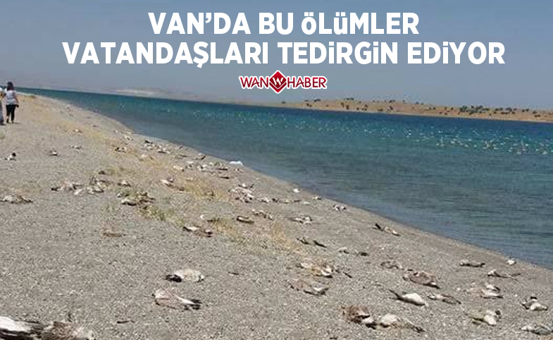 Van’da martı ölümleri 