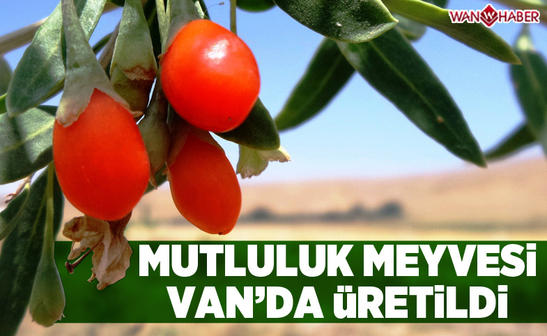 Mutluluk meyvesi goji berry Van'da üretildi 