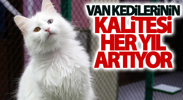 Van kedilerinin kalitesi her yıl artıyor