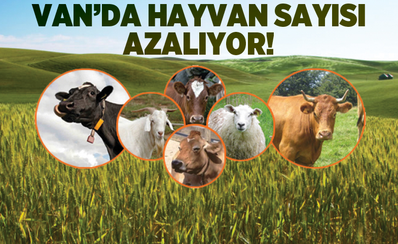 Van’da hayvan sayısı azalıyor 