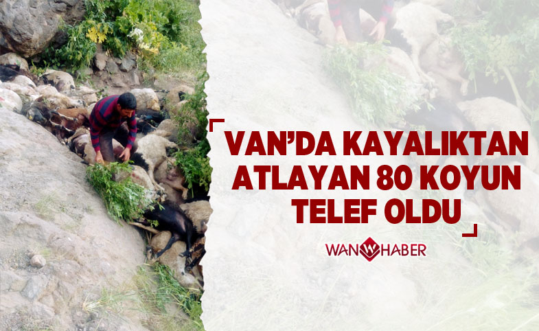 Van'da kayalıktan atlayan 80 koyun telef oldu