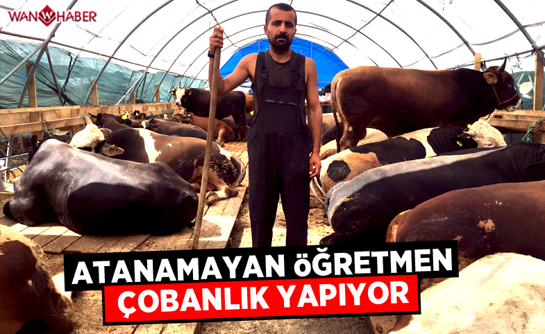 Atanamayan edebiyat öğretmeni çobanlık yapıyor