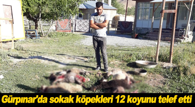 Gürpınar'da sokak köpekleri 12 koyunu telef etti