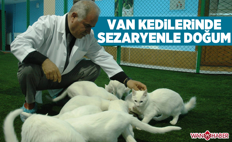 Van kedilerinde sezaryenle doğum 