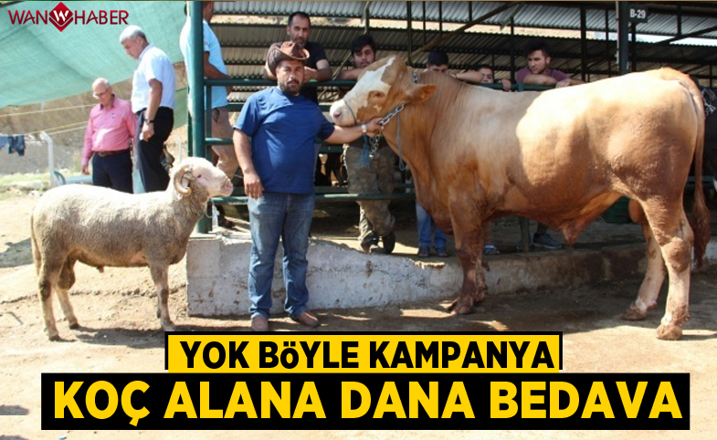 Koç alana dana bedava