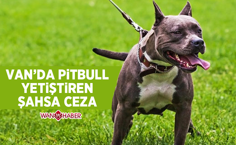 Van'da Pitbull yetiştiren şahsa ceza 