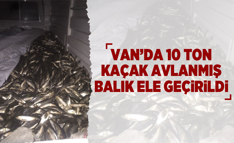 Van'da 10 ton kaçak avlanmış balık ele geçirildi