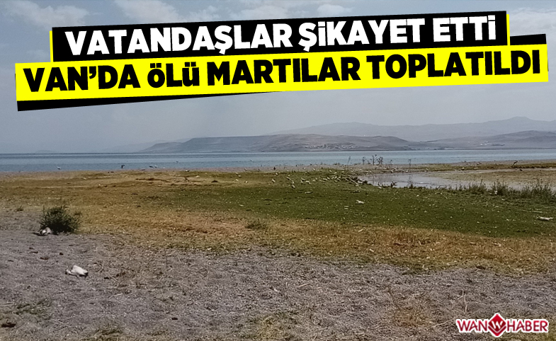 Vatandaşlar şikayet etti, ölü martılar toplatıldı 