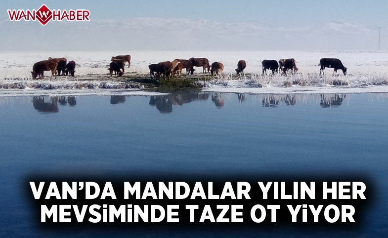 Van'da mandalar yılın her mevsiminde taze ot yiyor