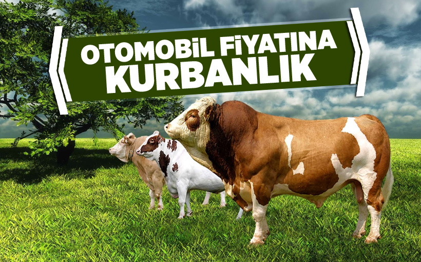 Otomobil fiyatına kurbanlık!