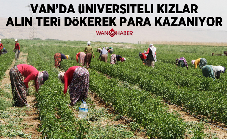 Van'da üniversiteli kızlar alın teri dökerek para kazanıyor