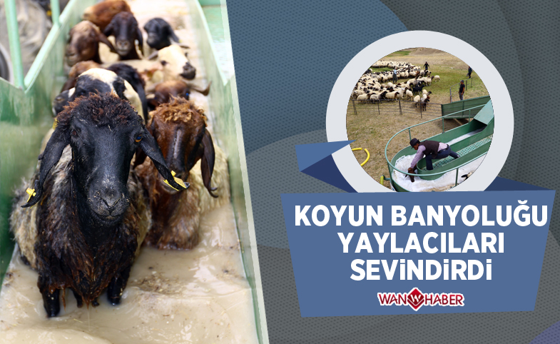 Koyun banyoluğu yaylacıları sevindirdi 