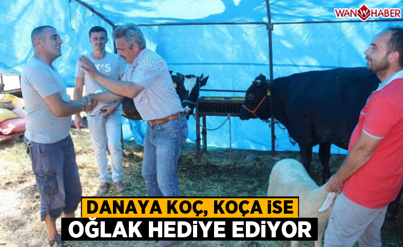 Danaya koç, koça ise oğlak hediye ediyor