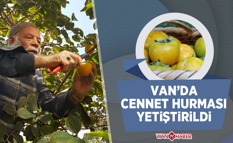 Van'da cennet hurması yetiştirildi