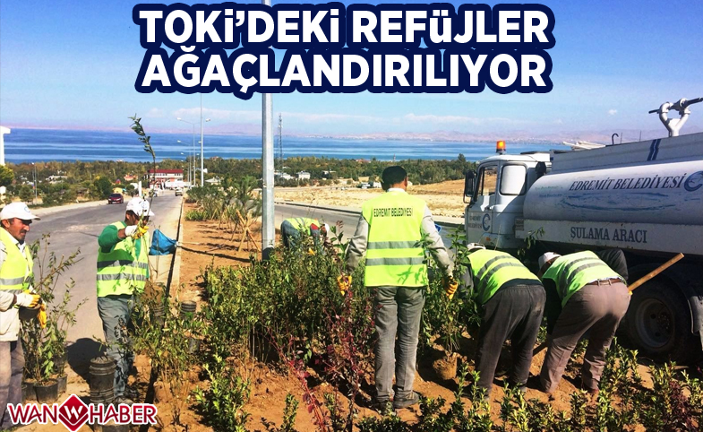 TOKİ’deki refüjler ağaçlandırılıyor