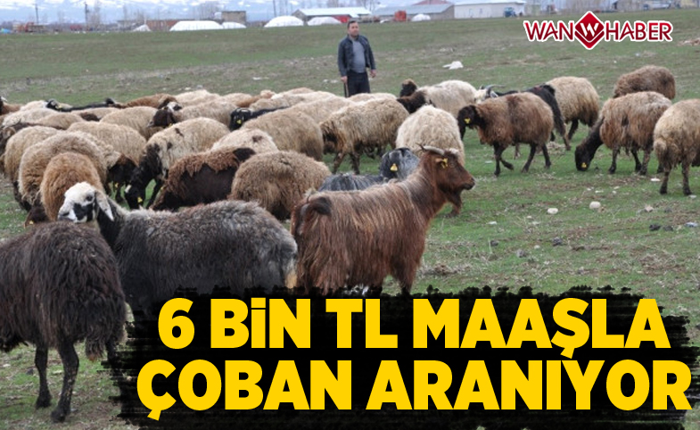 6 Bin TL Maaşla Çoban Aranıyor